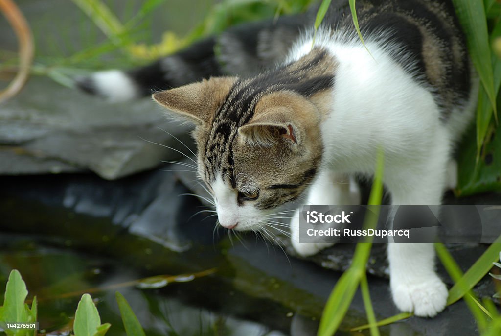Cat and Pond Young Cat looking in to garden pond. Animal Stock Photo