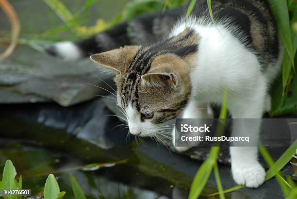Cat And Pond Stock Photo - Download Image Now - Animal, Animal Hair, Catching