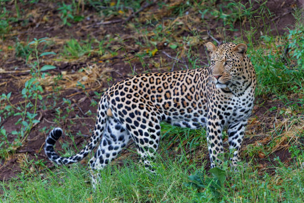 istock Leopard hunting in Mashatu Game Reserve 1442765319