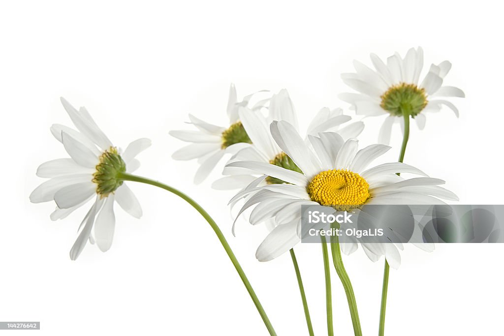 Margarida flores - Foto de stock de Amarelo royalty-free