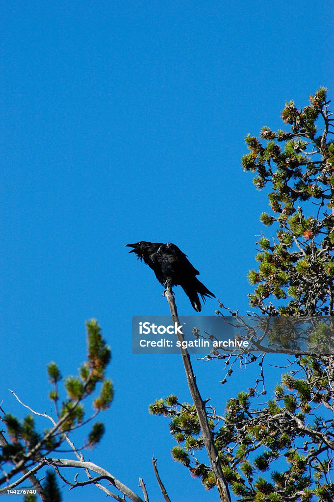 Crow в дерево - Стоковые фото Common Grackle роялти-фри