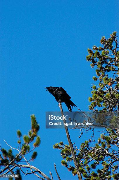 Crow В Дерево — стоковые фотографии и другие картинки Common Grackle - Common Grackle, Вайоминг, Вертикальный