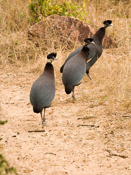 istock Line of crested guinea fowl 144276878
