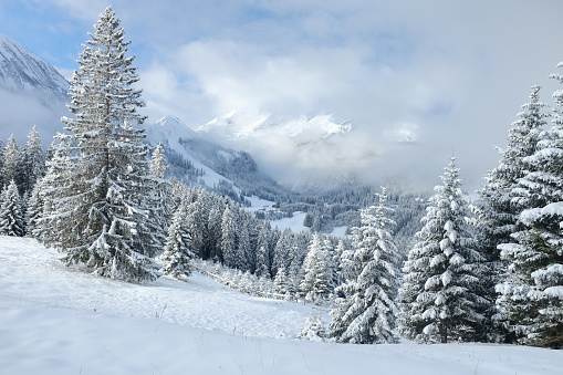 Winterlicher Fichtenwald