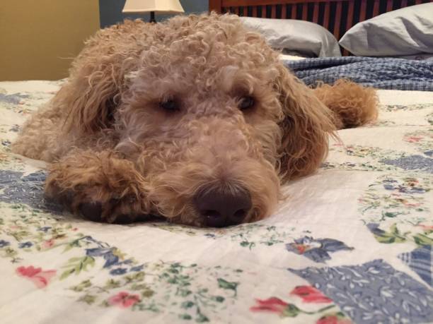 istock Puppy on a Quilted Bed 1442769744