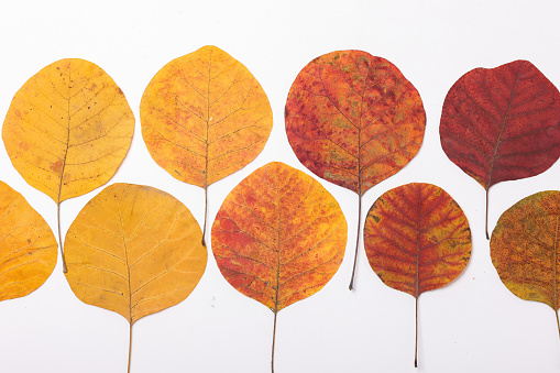 Set of colorful autumn leaves on a white background