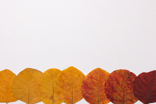 Set of colorful autumn leaves on a white background