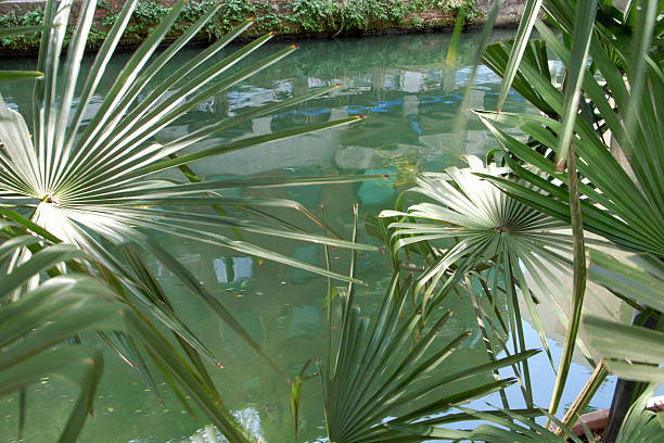 istock Plant in Milan 144277058