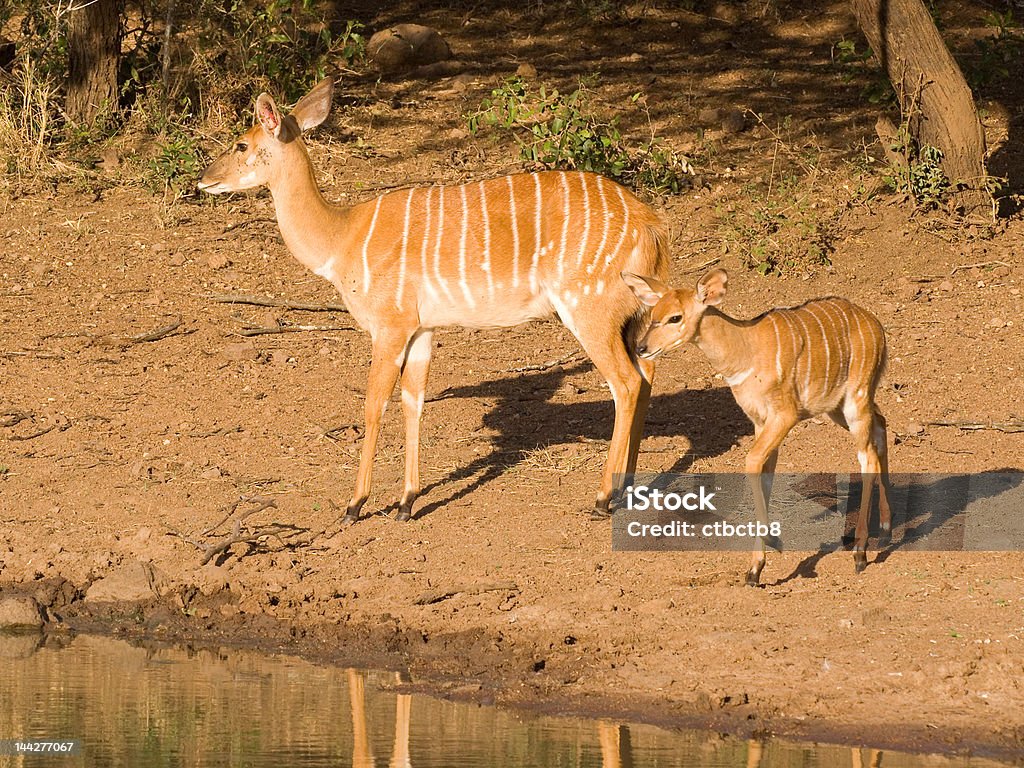 Nyala doe and fawn approach the water Nyala doe and its fawn approach the water in the Mkuze game reserve, South Africa. Animal Stock Photo