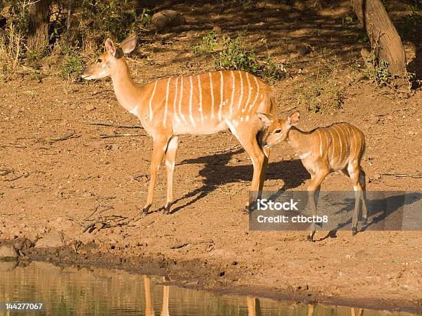 Nyala Doe And Fawn Approach The Water Stock Photo - Download Image Now - Animal, Animal Wildlife, Animals In The Wild