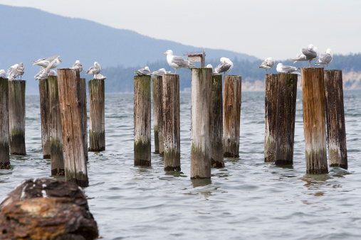 Seagulls sitting on the remains of pier posts in the Pacific Ocean near Seattle Washington