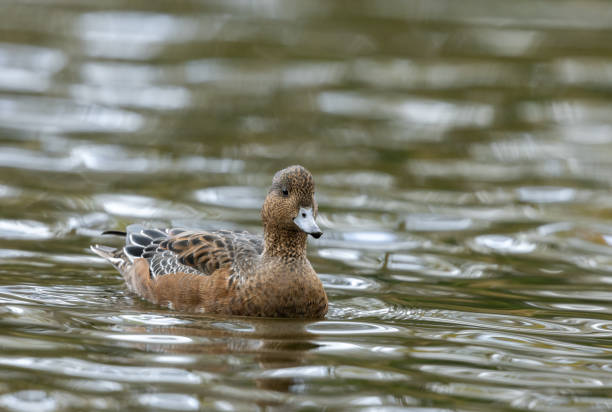 Female european wigeon (Mareca penelope) swimming in a lake in autumn.