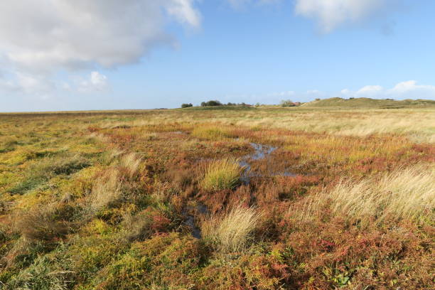 istock Wet salt marshes in fall on Baltrum 1442770912