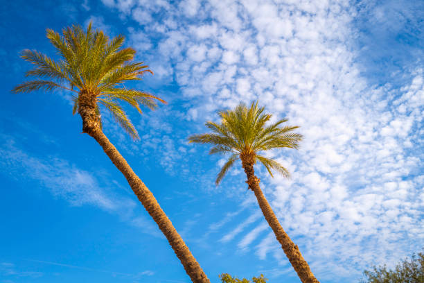istock Palm trees and dramatic cumulous cloudscape 1442770966