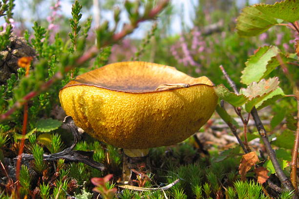 Mushroom and moss stock photo