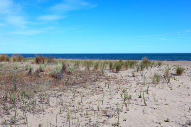 istock sandy beach and the blue sea in the background 1442771774