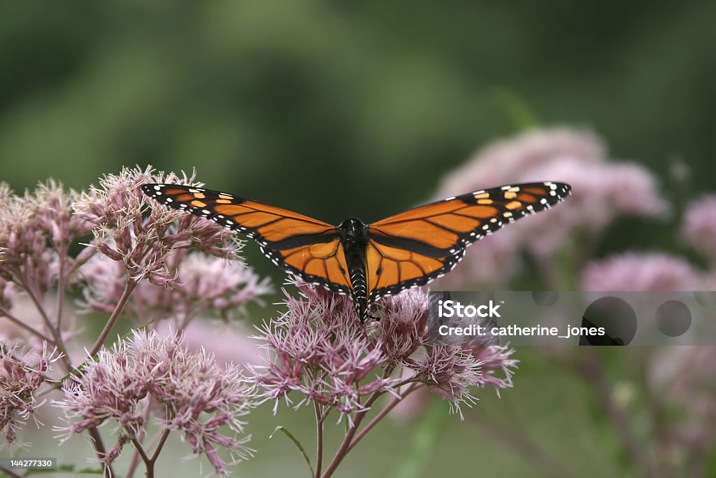 Papillon - Photo de Central Park - Manhattan libre de droits