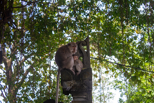 monkey mother and monkey children hugging