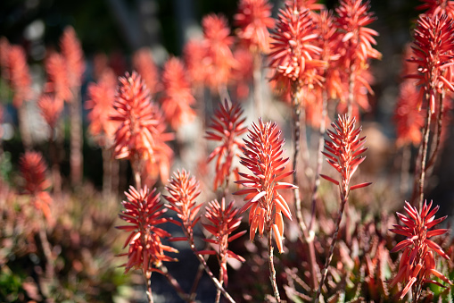 Red conical flowers of the flowering succulent, Candelabra aloe