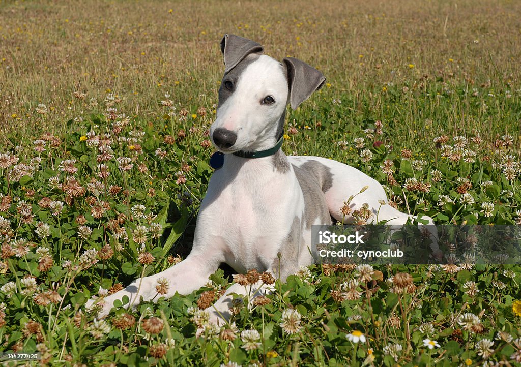 whippet in un campo - Foto stock royalty-free di Ambientazione esterna