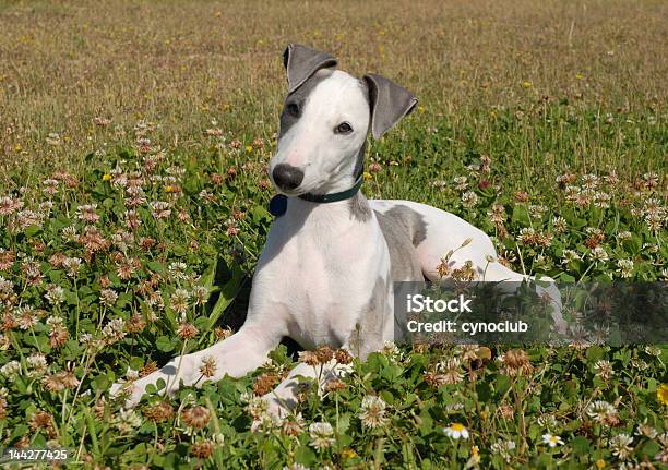 Whippet In Un Campo - Fotografie stock e altre immagini di Ambientazione esterna - Ambientazione esterna, Amicizia, Animale