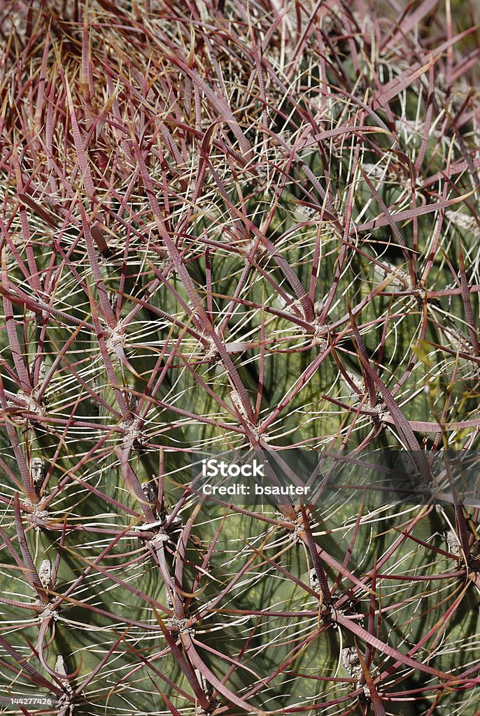 cactus tonneau 1 - Photo de Arizona libre de droits