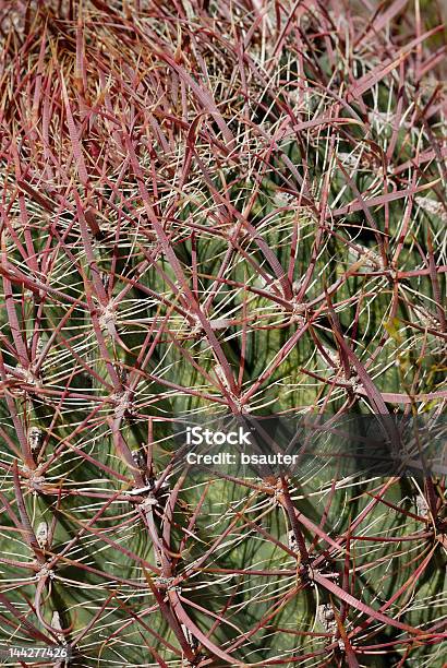 Photo libre de droit de Cactus Tonneau 1 banque d'images et plus d'images libres de droit de Arizona - Arizona, Cactus, Couleur verte