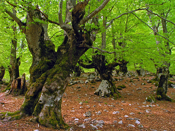 Stary Buk forest – zdjęcie