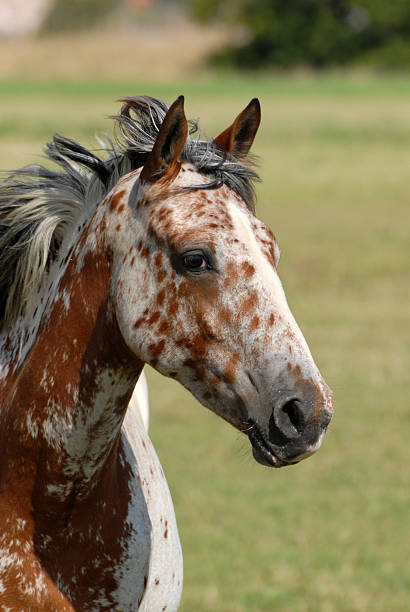 successful body painting portrait of a horse in a meadow appaloosa stock pictures, royalty-free photos & images