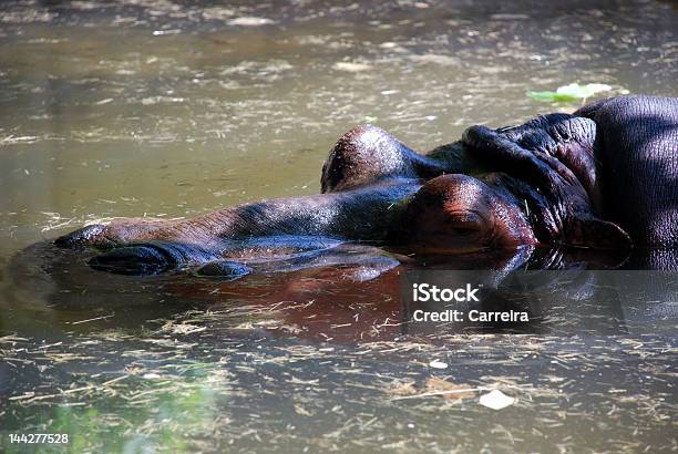 Photo libre de droit de Hippopotame Amphibius banque d'images et plus d'images libres de droit de Animaux en captivité - Animaux en captivité, De grande taille, Eau