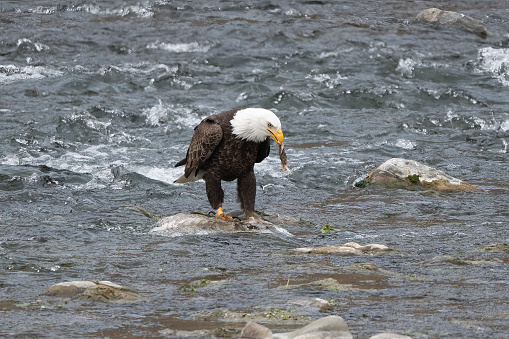 Bald Eagle eating on a rock in the Gardiner River in Yellowstone National Park, southern Montana, USA.