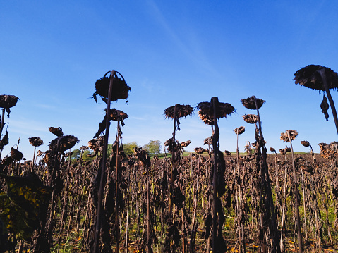 Dried Sunflower Field. Dried ripe sunflowers on a sunflower field in anticipation of the harvest field crops.