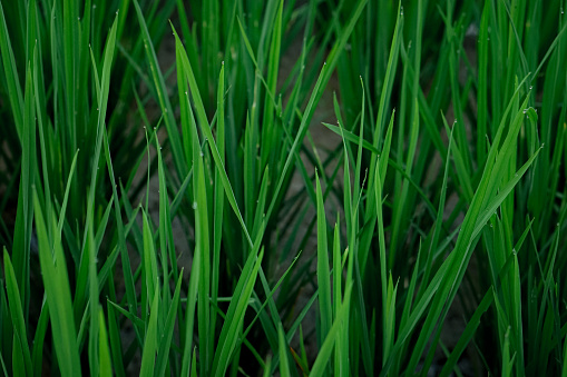 Rice plants that are still green and have no seeds