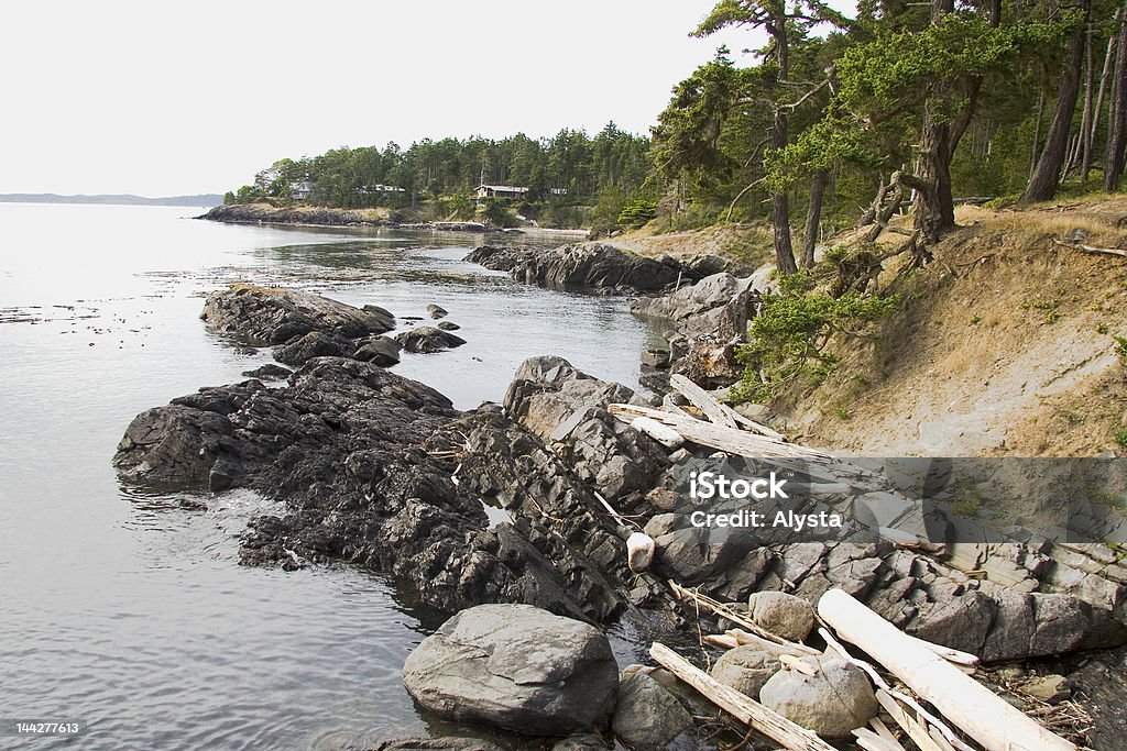 Bellissimo squali corallina - Foto stock royalty-free di Acqua