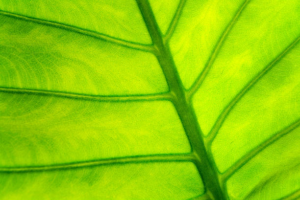 green feuille - Photo