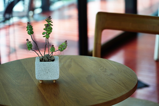 Cafe table with chairs and  young bonsai on table in cafe
