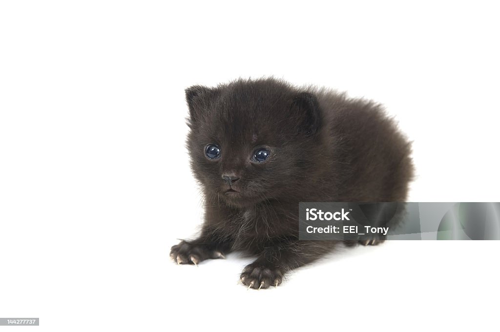 퍼지 검은 고양이 새끼 흰색 - 로열티 프리 갓 태어난 동물 스톡 사진