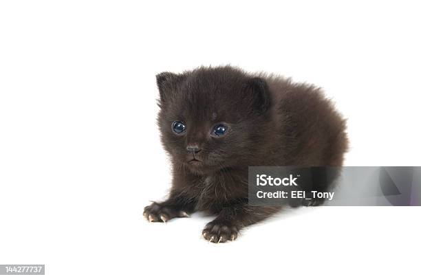 Fuzzy Filhote De Gato Preto Sobre Branco - Fotografias de stock e mais imagens de Amizade - Amizade, Animal, Animal de Estimação