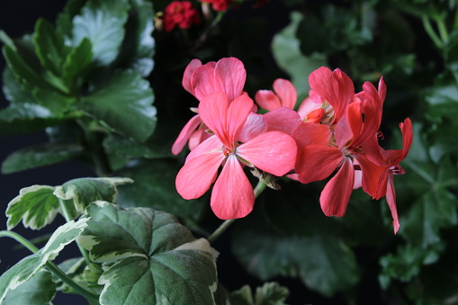 Pelargonium inquinans, the scarlet geranium, is a species of plant in the genus Pelargonium (family Geraniaceae), that is indigenous to the south-western Cape of South Africa.