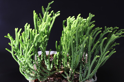 Crassula muscosa, synonyms Crassula lycopodioides and Crassula pseudolycopodioides, is a succulent plant native to South Africa and Namibia, belonging to the family of Crassulaceae and to the genus Crassula.