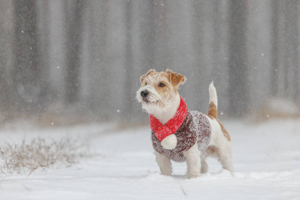 cane in una sciarpa rossa a maglia e maglione marrone. jack russell terrier si trova nella foresta nella nevicata. sfondo sfocato per l'iscrizione. concetto di natale. - animal dog winter snow foto e immagini stock