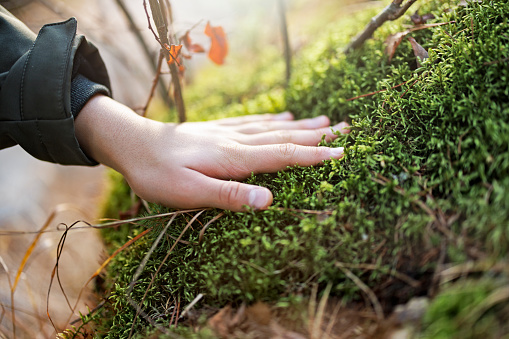 Closeup of a teenage boy hand touching soft moss.\nCanon R5