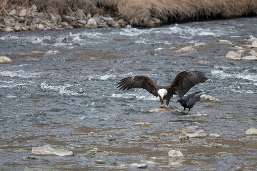 Bald Eagle eating on a rock in the Gardiner River in Yellowstone National Park, southern Montana, USA.