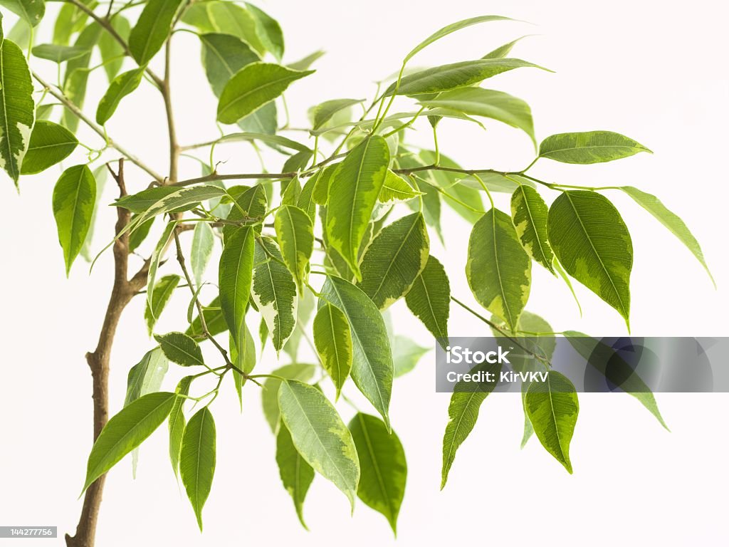 Ficus tree 2 Small ficus tree with many green leaves on white background. Close view. Art Stock Photo