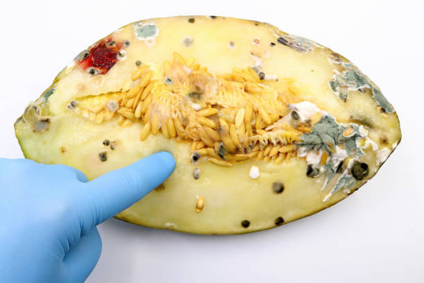 Rotten watermelon isolated on a white background