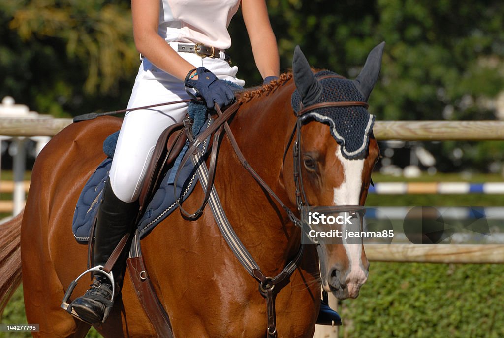 jumping horse on competition horse with her rider Animal Body Part Stock Photo