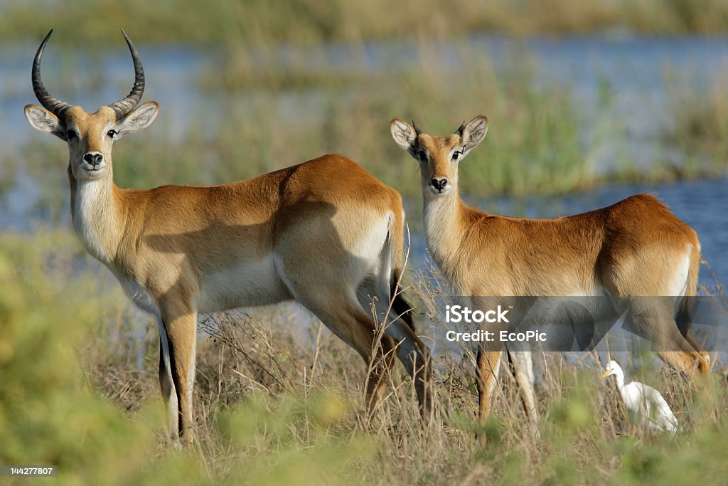 Kobus rojo antelopes - Foto de stock de Kobus rojo libre de derechos