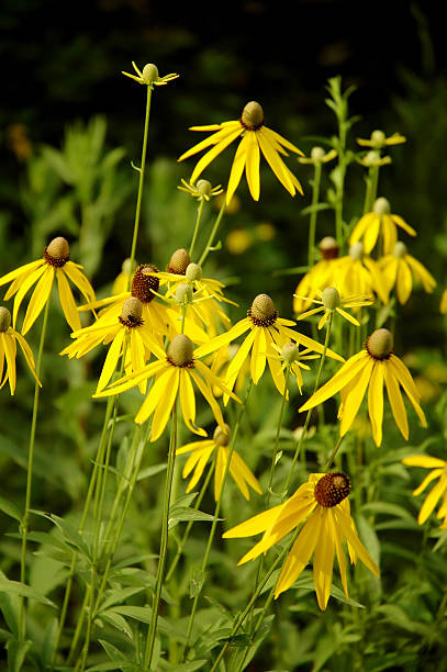 Giallo coni - foto stock