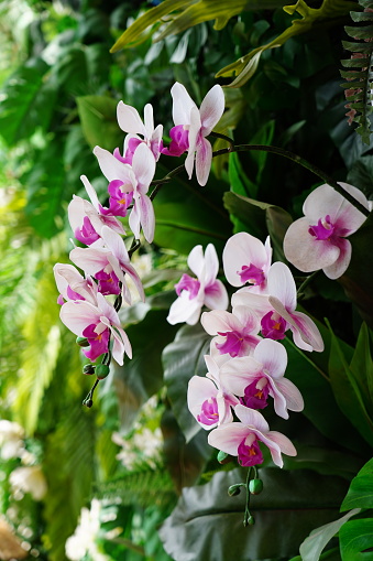 Close-up of  beautiful artificial orchidr in garden