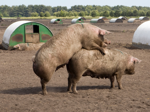 Mating Pigs Stock Photo - Download Image Now - Pig, Agriculture, Animals  Mating - iStock